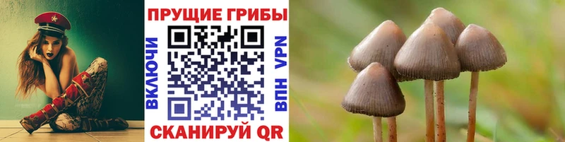 где можно купить наркотик  Павловский Посад  Галлюциногенные грибы прущие грибы 